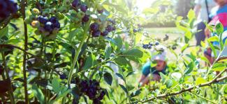 Summer on the UBC farm (blueberries!)